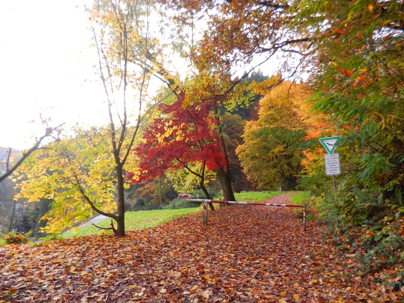 DSCN1379.JPG - Was für eine Farbenpracht?! Im Herbstlaub zu Wandern ist einfach schön...