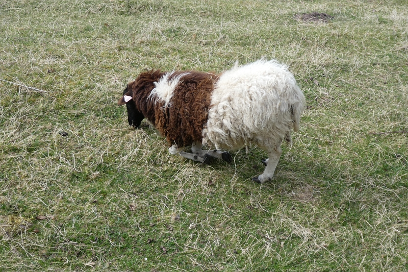 P1020781.JPG - Das Schaf ist ja mal clever, es kniet sich einfach hin und kommt so besser an's Gras! Es hat bestimmt "Rücken", wie ich?!? :-)