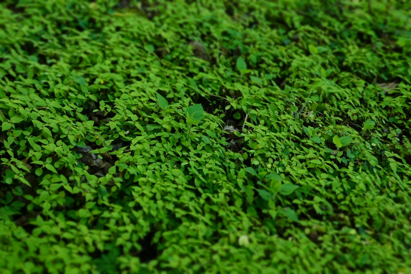 P1030360.JPG - Erstaunlich grün ist es hier im schattigen Wald?!