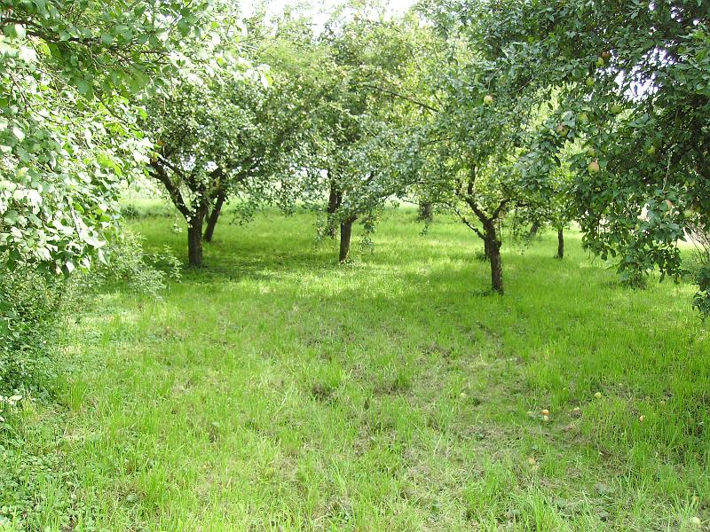 IMGP0011.JPG - Hier soll unser Grillplatz für den Abend entstehen. Wow, ist das Gras schon wieder hoch, ich habe doch erst letzte Woche gemäht!?!?