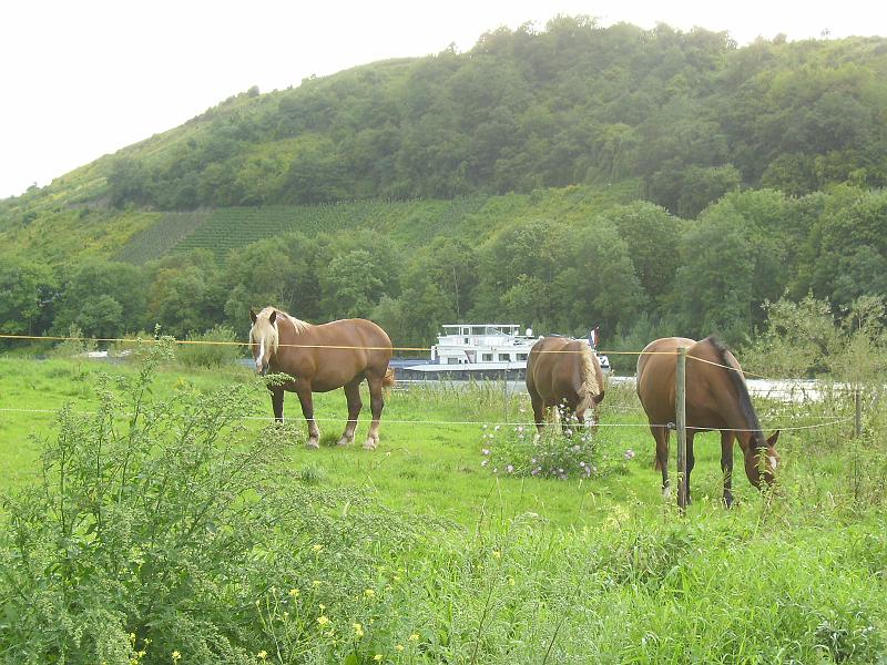 IMGP0029.JPG - Wir spazieren zur Mosel.