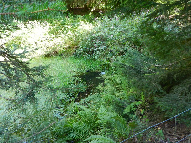 DSCN1709.JPG - Los geht's... Wanderschuhe an und den Berg rauf nach Johanniskreuz.