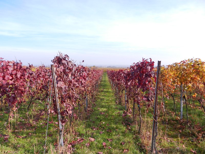 DSCN3830.JPG - Alles schön herbstlich geschmückt :-)