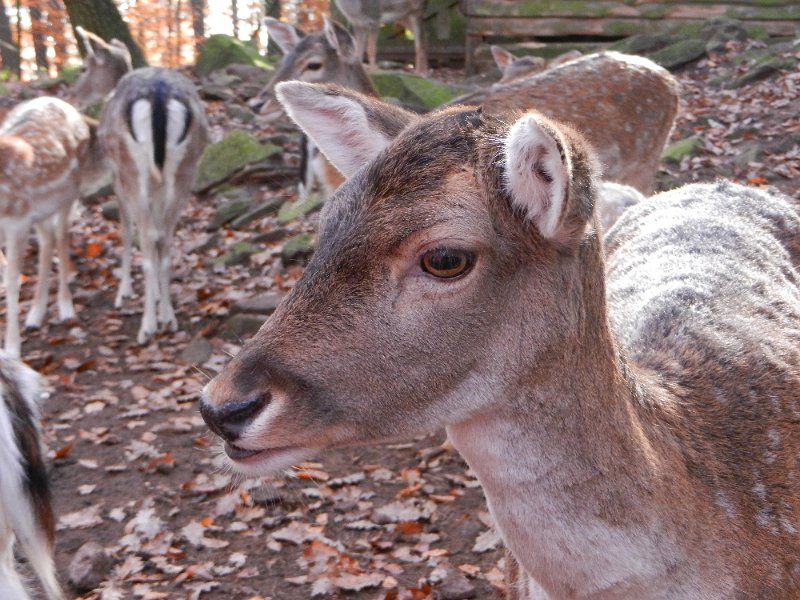 DSCN3862.JPG - Ich glaube aber eher, dieser Gesichtsausdruck meint... "FÜTTER MICH!!!"