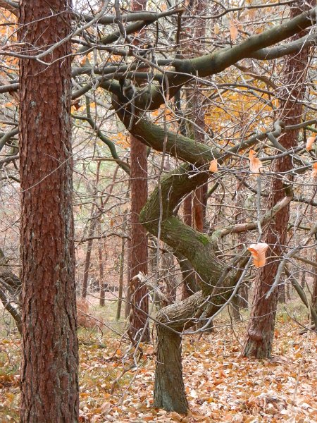 DSCN3889.JPG - Was ist mit diesem Baum geschehen?