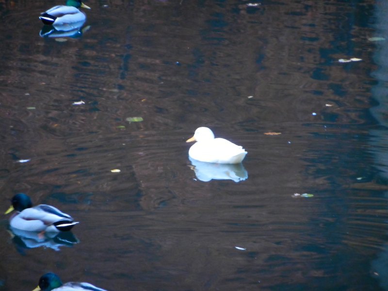 DSCN3928.JPG - Der Schwan, getarnt als Ente...