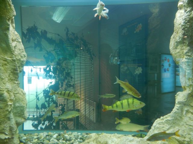 DSCN2016.JPG - Also gut, dann schau ich mir halt die Fische im Aquarium an...