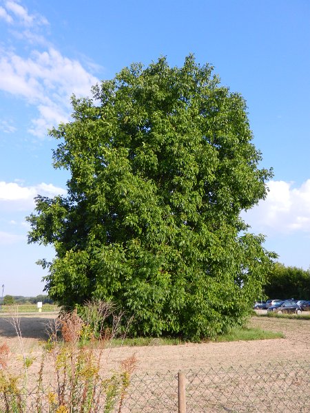 DSCN1601.JPG - Ein riesiger Nussbaum steht nebenan.