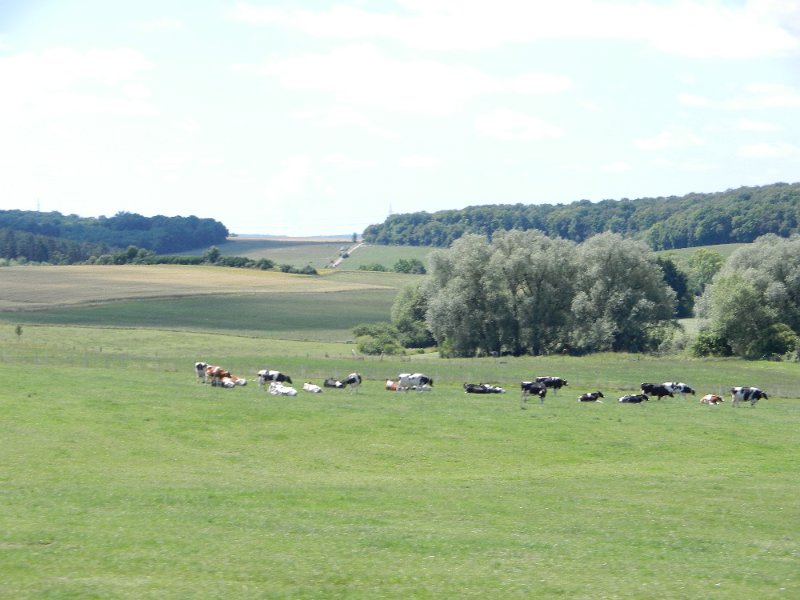 DSCN1358.JPG - ...Luxemburg hat wohl mehr Kühe als Einwohner?!?!?