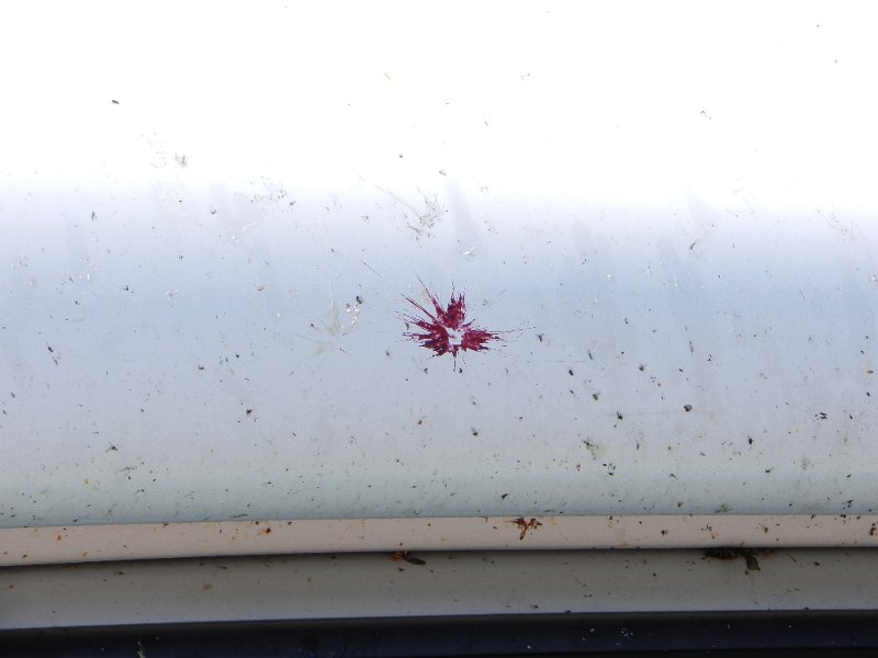 DSCN1414.JPG - Zuhause angekommen trifft mich fast der Schlag. Locker eine Tonne Fliegen klebt an der Dixi-Front......und das ist sicher nicht die Kanadische Flagge! :-)So geht ein schöner aber anstrengender Kurztrip zu ENDE. 