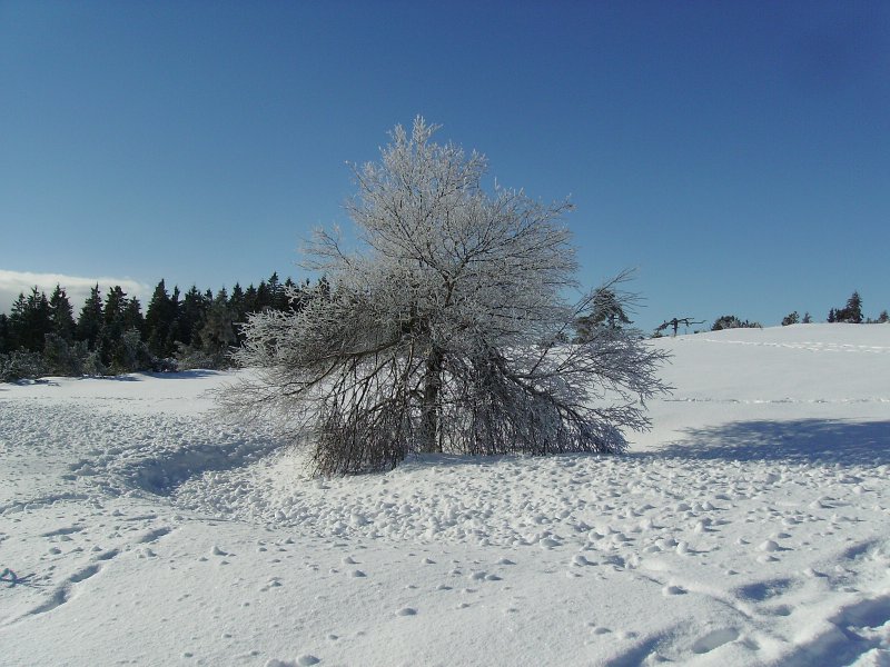 IMGP0112.JPG - ...nur mit weniger Schnee...