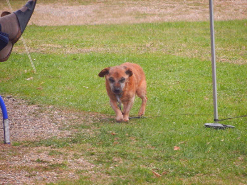 DSCN6168.JPG - Der Nachbarhund.