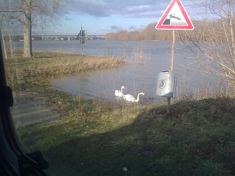 Bild0572.jpg - ...Mein lieber Schwan...