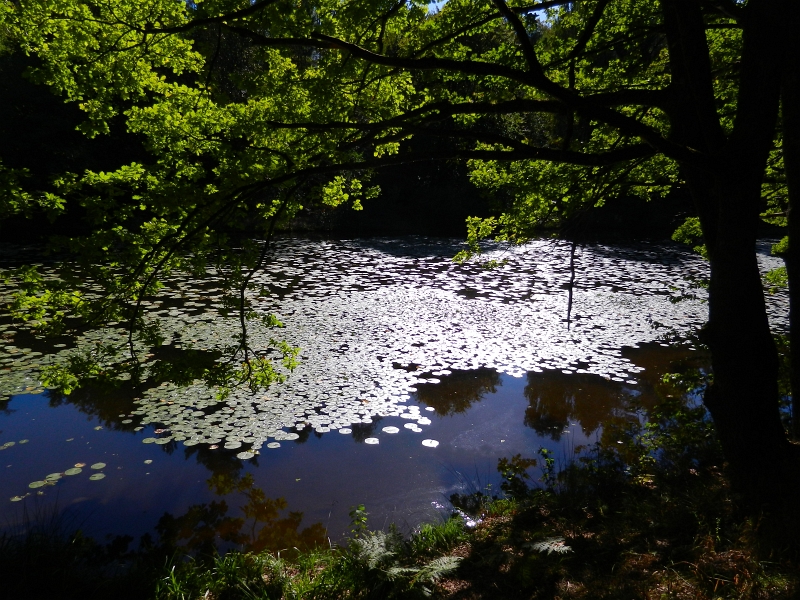 DSCN1130.JPG - Nun sind wir am Stüdenbachtalweiher angekommen...