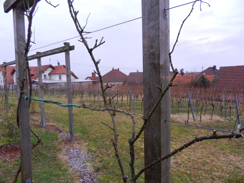 DSCN5451.JPG - ...wir blicken auf Wein- und Rosenstöcke!