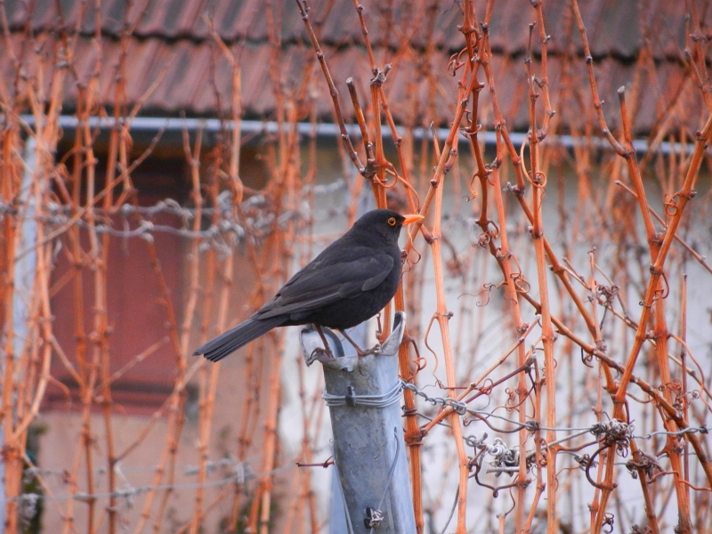 DSCN5454.JPG - Die Vögel zwitschern...