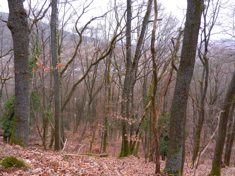 DSCN5480.JPG - Wenn der Wald nicht wäre könnte man hier sehr schön St. Martin von oben erkennen :-)