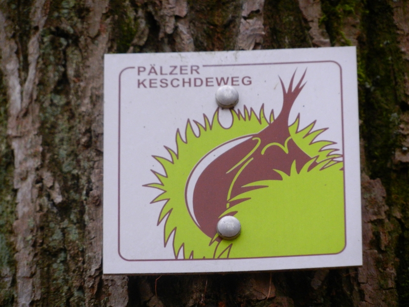 DSCN5498.JPG - Wir laufen nun ein Stück auf dem "Pälzer Keschdeweg".