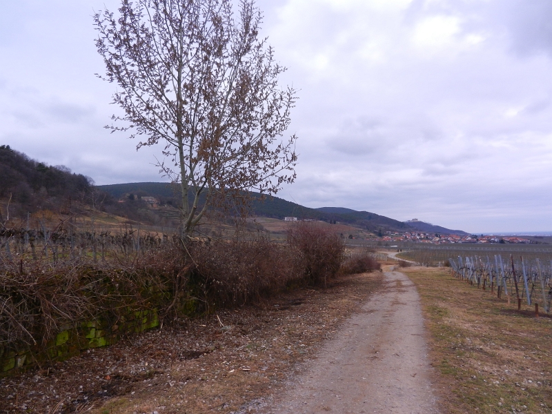 DSCN5549.JPG - Unten angekommen, laufen wir durch die Weinberge zurück nach St. Martin.