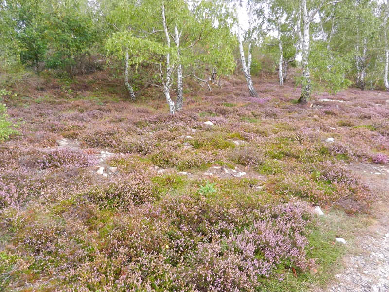 DSCN1204.JPG - Oben angekommen bietet sich ein Bild wie in der Lüneburger Heide.