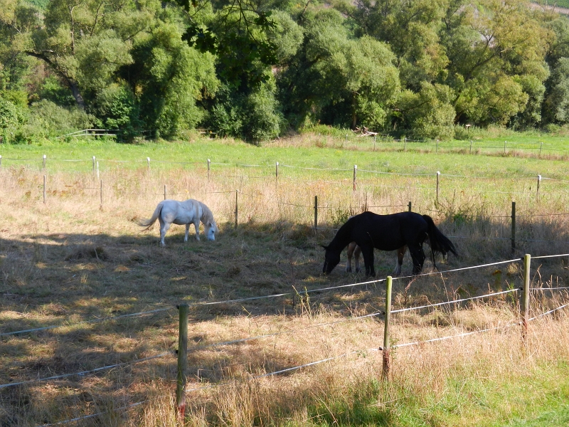 DSCN1262.JPG - Direkt hinter dem Platz ist eine große Wiese mit Pferden.