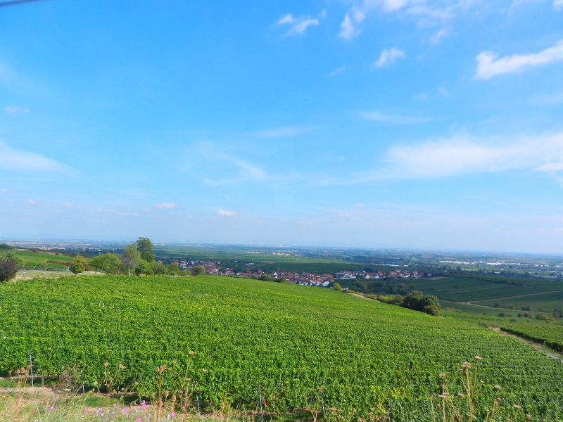 DSCN1326.JPG - Wir fahren über Kallstadt, Freinsheim, Maxdorf nach Ludwigshafen/Rhein.