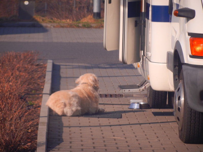 DSCN5657.JPG - Hundi liegt in der Sonne...