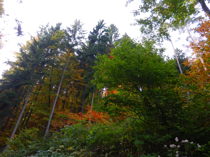 DSCN3074.JPG - Zwischen Bad-Dürkheim und Frankenstein versuchen wir unser Glück beim Kastaniensammeln.