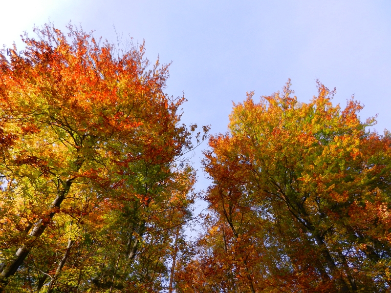 DSCN3080.JPG - Schöne herbstliche Farben, aber KEINE Kastanien!!! *grrrr*