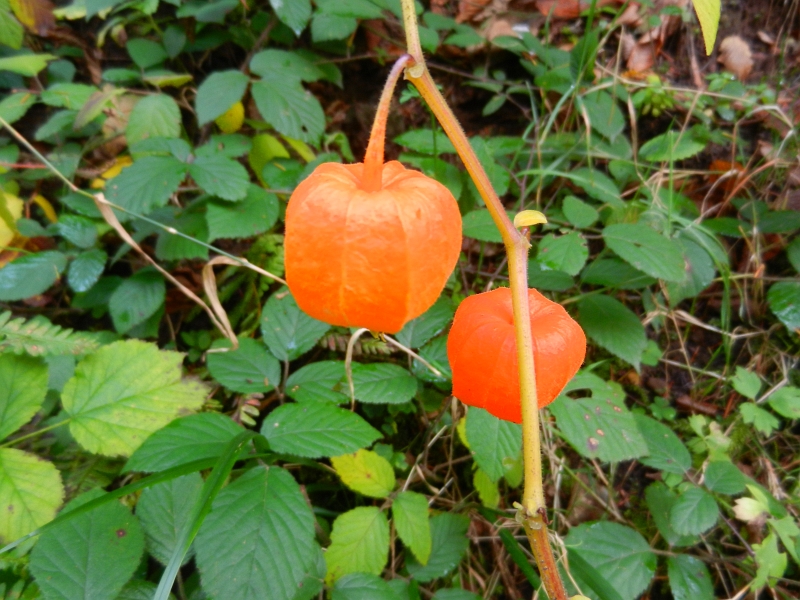 DSCN3090.JPG - ...und sogar Physalis am Wegesrand!