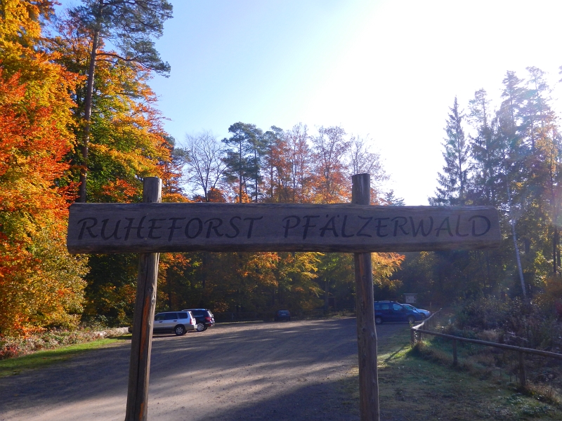 DSCN3109.JPG - Am nächsten morgen sind wir früh auf den Beinen und wollen die Kastaniensuche von gestern fortsetzen. Hierzu machen wir nochmals zwischen Bad-Dürkheim und Frankenstein auf einem Parkplatz halt und laufen nur einige Meter in den Wald um festzustellen... WAS WOHL????