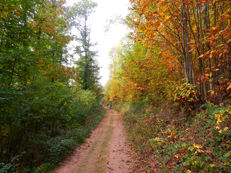 DSCN3123.JPG - Der Nachteil dabei ist, das gefühlte 1000 andere Kastaniensammler hier unterwegs sind...Naja, wir wollen sowieso eine Wanderung damit verknüpfen und laufen aus der "Reichweite der Parkplatzsammler".