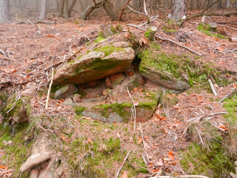 DSCN3126.JPG - Wir laufen durch wunderschöne Natur...