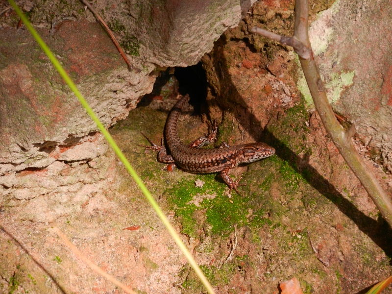 DSCN3143.JPG - Huch, da sitzt eine Drache vor seiner Höhle!