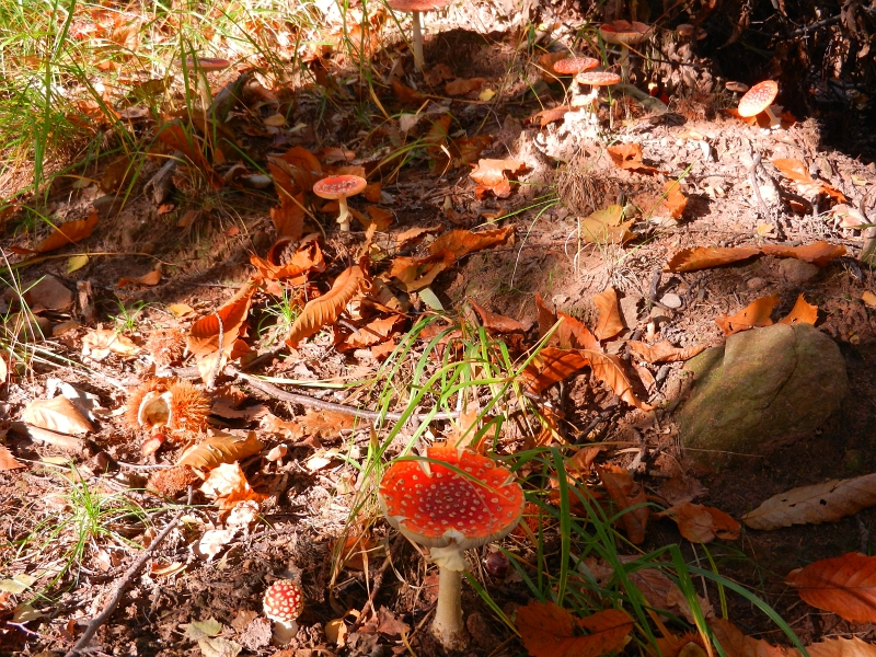 DSCN3158.JPG - Sehr viele Pilze...