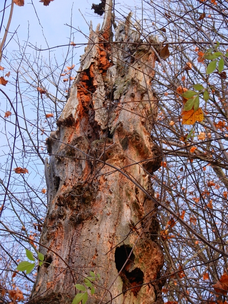 DSCN3443.JPG - Nun laufe ich unterhalb der Burg durch einen Wald stetig bergauf.