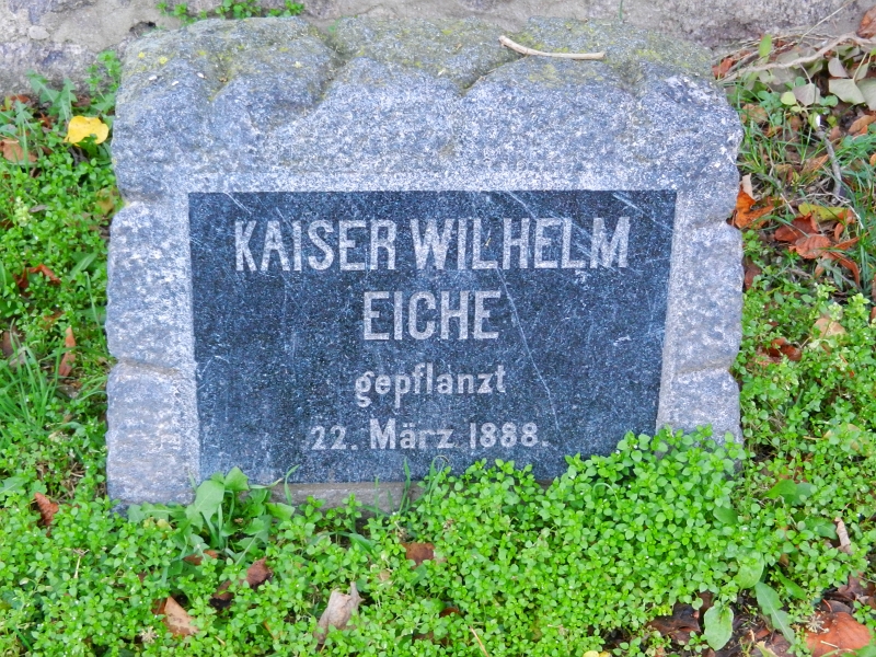 DSCN3466.JPG - Hmmm... Ist die Kaiser Wilhelm Eiche nicht ein Efeugewächs?!?!?