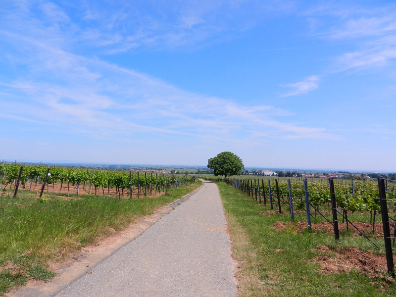 DSCN6926.JPG - Wir fahren immer weiter die Weinberg hoch...