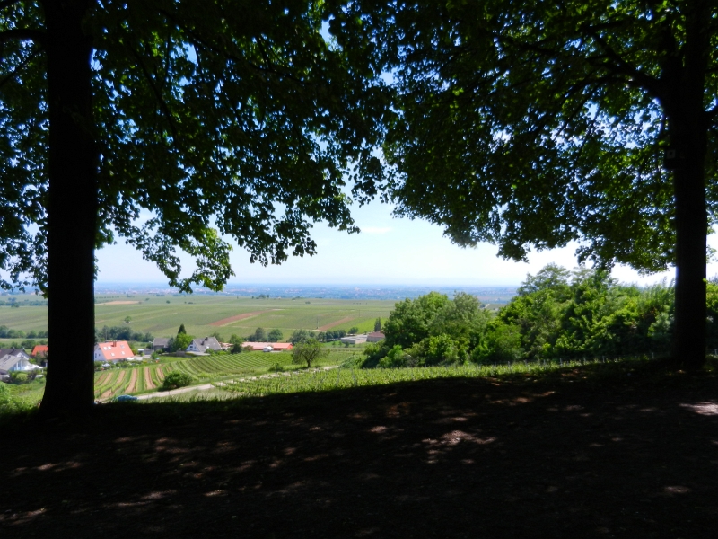 DSCN6945.JPG - Wir sitzen in der Lindenallee über Gleisweiler und geniesen den Blick über die Rheinebene.