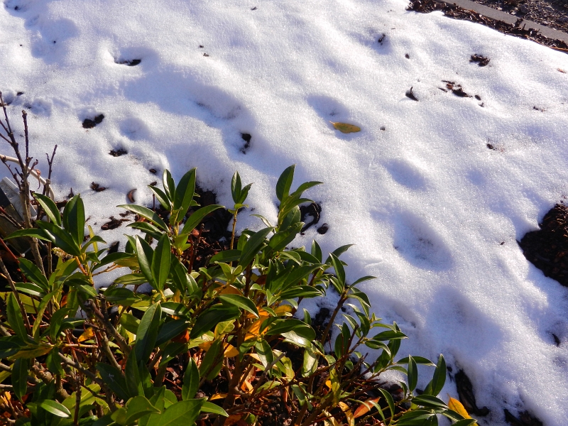 DSCN3387.JPG - Auch hier liegt noch etwas Schnee.Somit ist nun dieser Trip beendet. Es war mal wieder ein SUUUPER Wochende mit einer "geilen" Truppe :-)Wir freuen uns schon auf's nächste Treffen. Tschööööö...