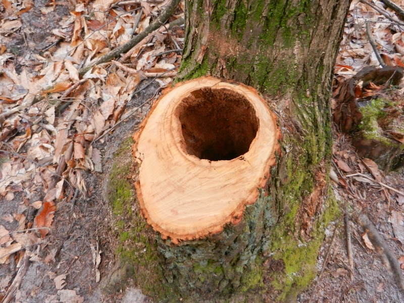 DSCN5034.JPG - Cool, eine Bio-Urinette im Wald! :-)