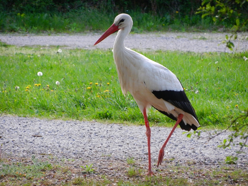 DSCN6461.JPG - Wir bekommen besuch von einem Storch, der da so plötzlich herumspaziert.