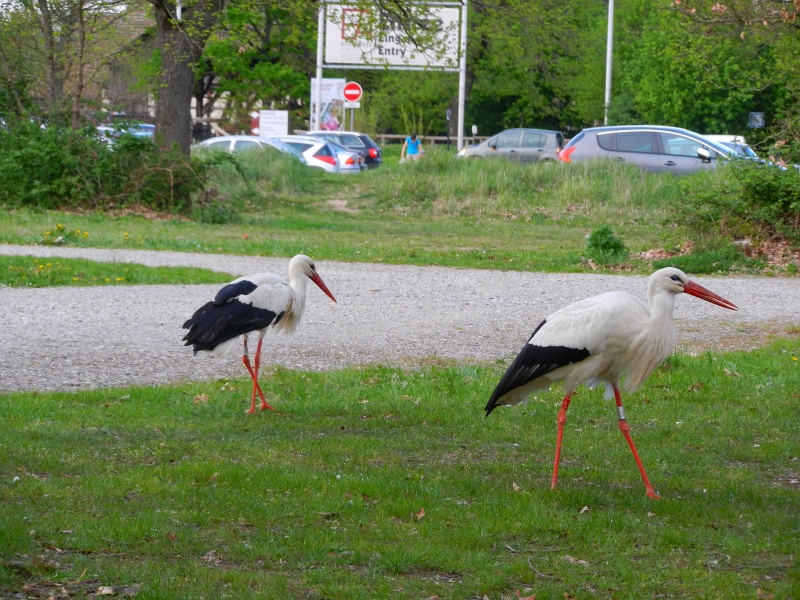 DSCN6466.JPG - Jetzt sind es schon zwei...