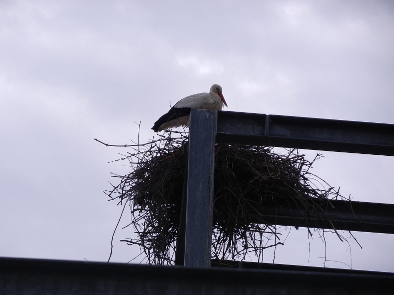 DSCN6475.JPG - Aha, da wohnt ein Storch.