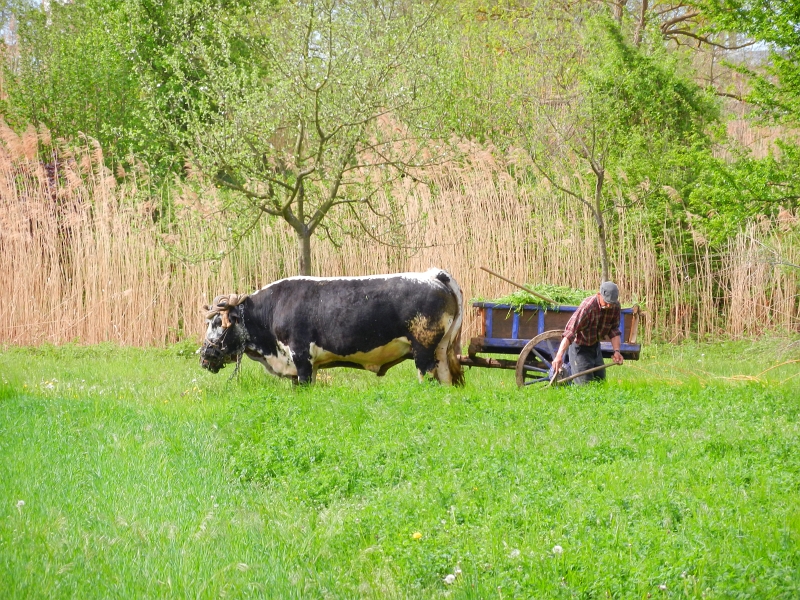 DSCN6518.JPG - Da macht der Bauer mit der Sense das Grünfutter für sein Vieh... Irgendwie ist hier die Zeit stehengeblieben?!?