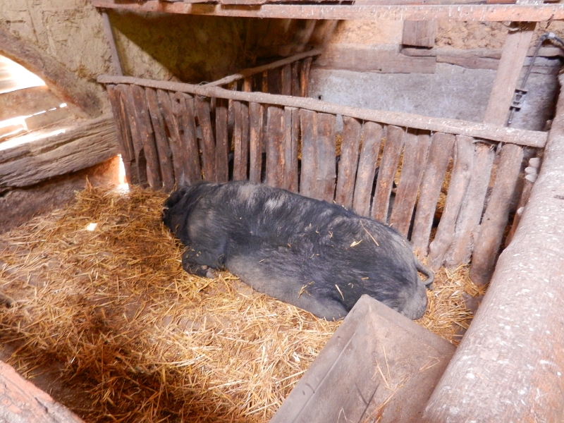 DSCN6579.JPG - Da liegt ein Schwein und schnarcht...