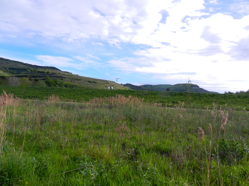 DSCN6916.JPG - Die Landschaft wirkt unnatürlich weil die Weinreben auf Terrassen gepflanzt werden. Dies wiederum muss sein weil der weiche Boden ansonsten weggespült wird.