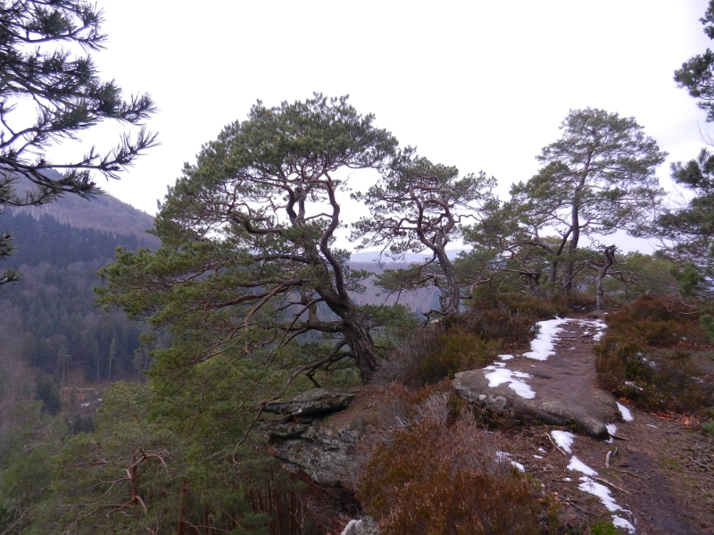 DSCN7869.JPG - Viel weiter gehen wir auch nicht... Es ist stellenweise zu Glatt!!! Wir gehen kein Risiko ein und kehren um.Ac hja, wir stehen auf dem Buchkammerfelsen.