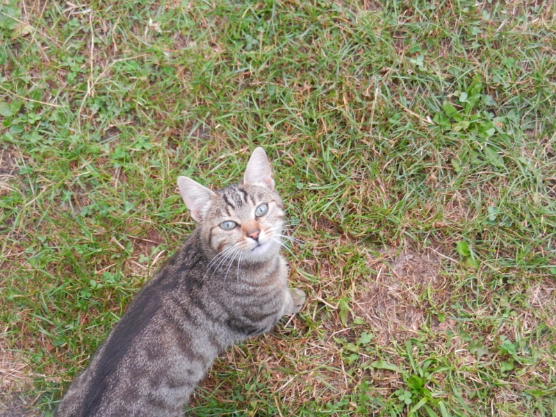 DSCN1085.JPG - Neben unserem Wohnmobil macht es plötzlich "MAU"?!?! Aha, die Stellplatzkatze von gestern Abend ist wieder da!!!