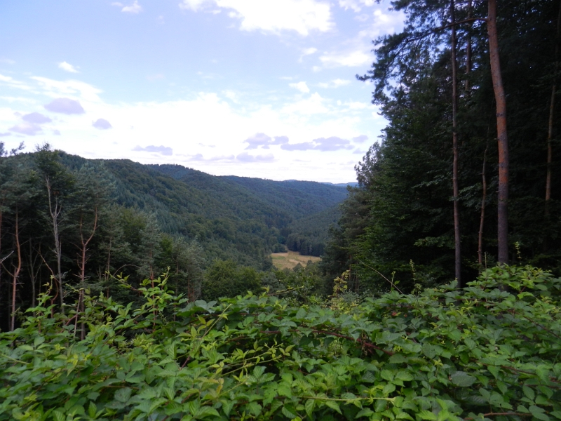 DSCN1131.JPG - Der Blick von der "Dicken Eiche" in's Stephanstal.